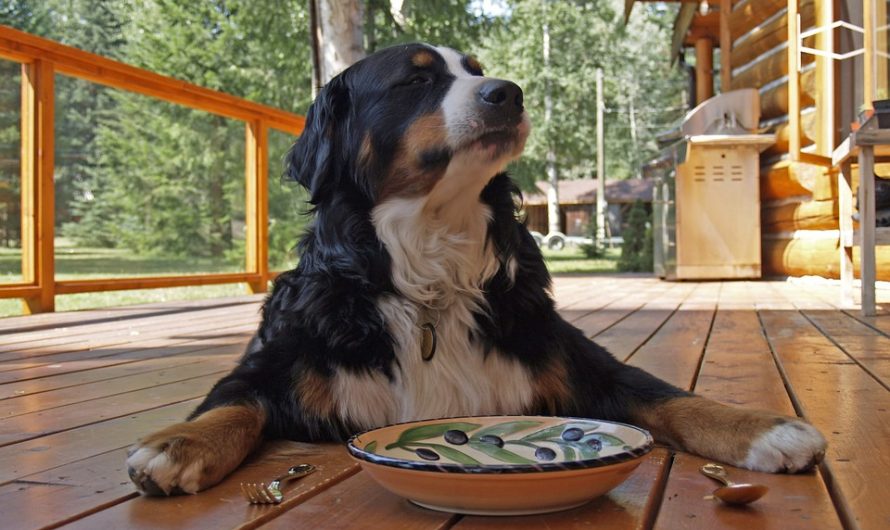 Book A Pet Friendly Cabin Rental for Your Blue Ridge Experience