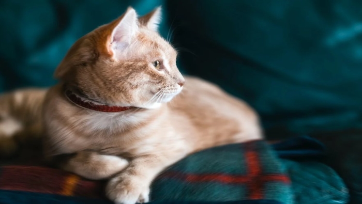 6 Must-Have Cat Medications for a Cat Parent